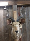 African Kudu Shoulder Mount Taxidermy