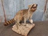 Raccoon Full Body Taxidermy Mount