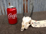 African Duiker Skull Taxidermy