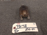 Baby Beaver Laying Down Taxidermy