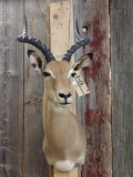 African Impala Shoulder Mount Taxidermy