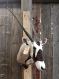 African Gemsbok Shoulder Mount Taxidermy