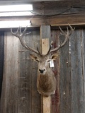 Red Stag Shoulder Mount Taxidermy