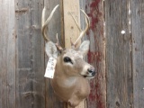 Smaller Whitetail Shoulder Mount Taxidermy