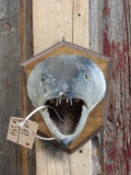 Barracuda Head Mount Real Skin Taxidermy