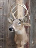 4x4 Whitetail Shoulder Mount Taxidermy