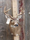 4x4 Whitetail Shoulder Mount Taxidermy