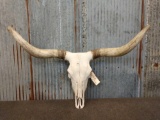 Texas Longhorn Skull