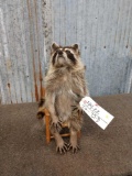 Juvenile Raccoon In A Chair Taxidermy