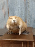 Beaver Full Body Taxidermy Mount