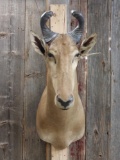 African Hartebeest Shoulder Mount Taxidermy