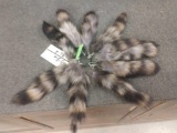 10 Raccoon Tails Taxidermy