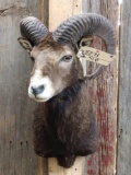 Black Hawaiian Ram Shoulder Mount Taxidermy