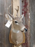 Whitetail Buck Shoulder Mount Taxidermy