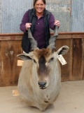 African Eland Shoulder Mount Taxidermy