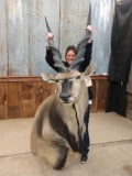 African Giant Lord Derby Eland Shoulder Mount Taxidermy