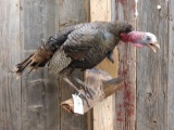 Eastern Turkey Gobbling Full Body Taxidermy Mount