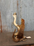 Mongoose Fighting A Cobra Taxidermy Mount