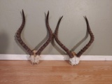 2 Nice Sets Of African Impala Horns On Skull Plates Taxidermy