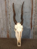 African Eland Skull Taxidermy