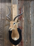 African Impala Shoulder Mount Taxidermy