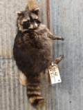 Raccoon Hanging On Driftwood Taxidermy