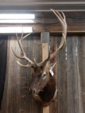 6x5 Elk Shoulder Mount Taxidermy