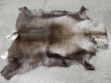 Nice soft tanned Caribou skin taxidermy