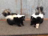 2 Skunks Full Body Taxidermy Mounts