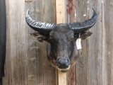 Water Buffalo Shoulder Mount Taxidermy