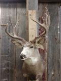 3x4 Mule Deer Shoulder Mount Taxidermy