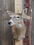 Whitehall Doe Shoulder Mount Taxidermy