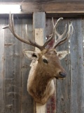 5x5 Elk Shoulder Mount Taxidermy