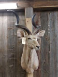 African Kudu Shoulder Mount Taxidermy