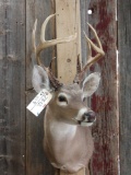 4x4 Whitetail Shoulder Mount Taxidermy