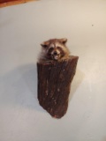 Raccoon In A Log Taxidermy