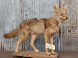 Coyote Full Body Taxidermy Mount