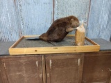 Beaver Chewing On A Log Full Body Taxidermy Mount