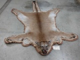 Beautiful Mountain Lion Rug