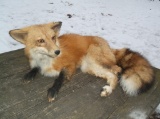 Red Fox Laying Down Full Body Taxidermy Mount