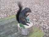 Black Squirrel Holding A Nut Taxidermy