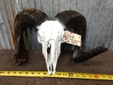 Ram Skull Taxidermy