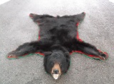 Canadian Spring Black Bear Rug Taxidermy