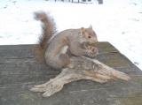Grey squirrel With Pinecone Taxidermy
