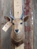 African Bushbuck Shoulder Mount Taxidermy