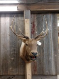 5x5 Bugling Elk Shoulder Mount Taxidermy