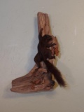 Black Squirrel On Driftwood Taxidermy