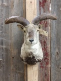 Asian Blue Sheep Shoulder Mount Taxidermy