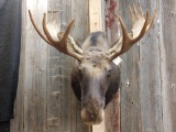 Shiraz Moose Shoulder Mount Taxidermy