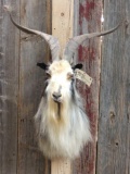 Angora Cross Goat Shoulder Mount Taxidermy